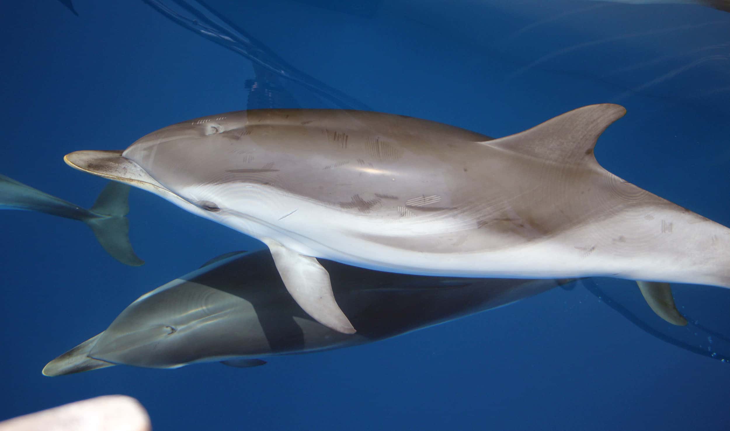 Stenella - CetaceiFaiAttenzione