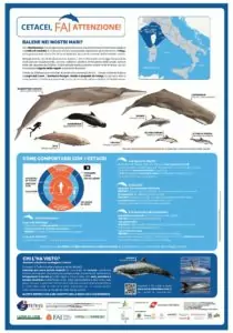 Poster-2018-Cetacei-FAI-Attenzione